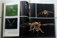 Image of Katie Kazoo // berbubah wujud// awas bayi jenius!